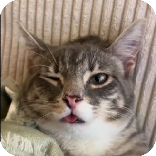 🐱