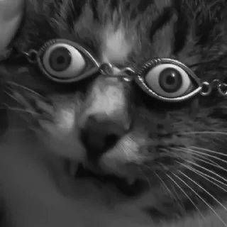 🐈‍⬛️