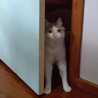 🥺