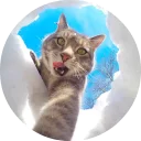🐱