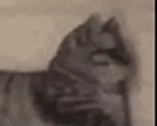 🐱