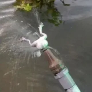🐸