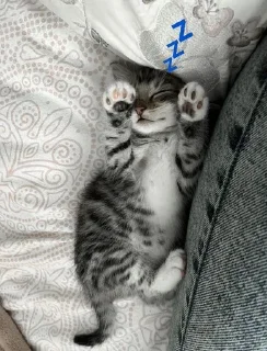 💤