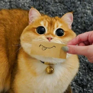 🐈