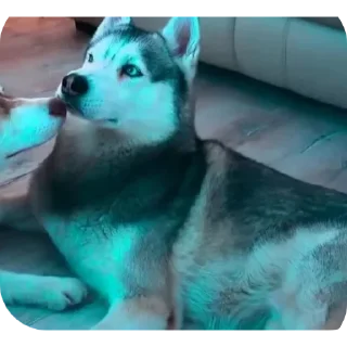 🐶