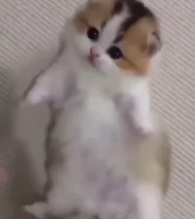 🐈