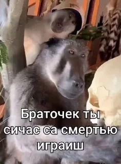 🤩