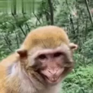 🐵