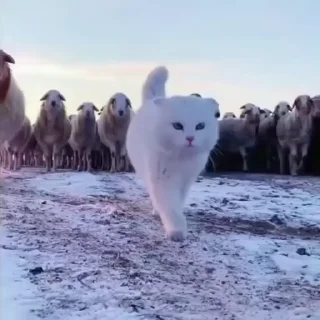 🐈