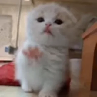 🐈‍⬛