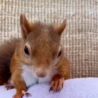 🤩