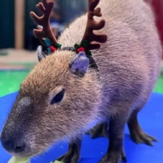 🦌