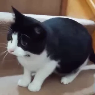 🐈