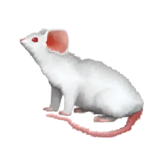🐁