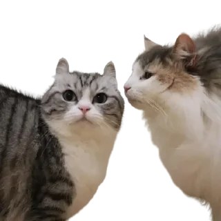 😺