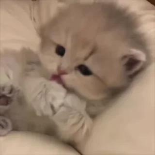 🌟