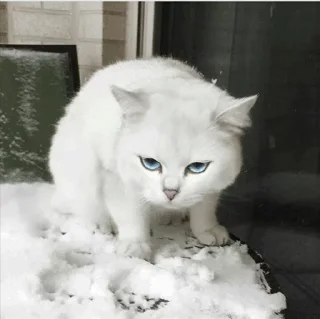 💙