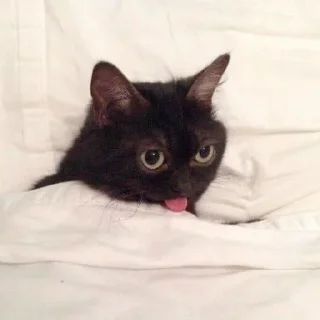 🐾