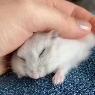🐭