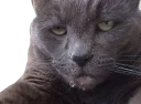 😾