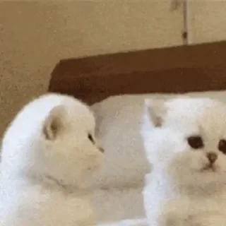 🐈
