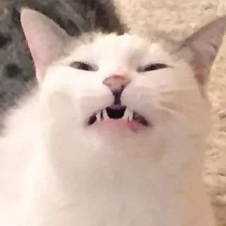 🤪