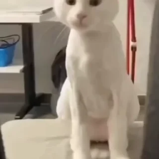 🐈‍⬛️