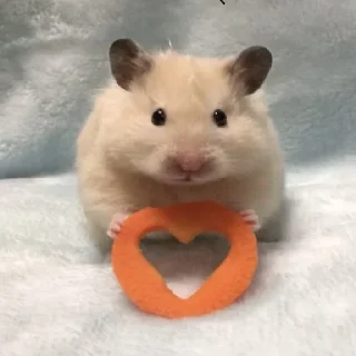 🐹