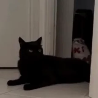 🐱