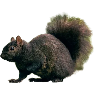 🐿️