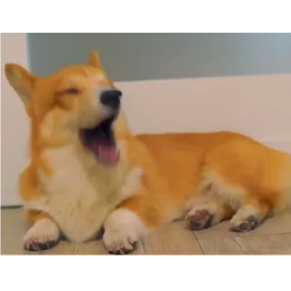 🐶