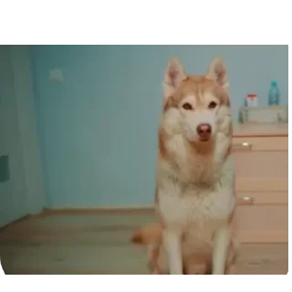 🐶
