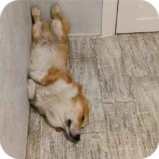 🐶