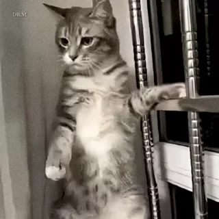 🐾