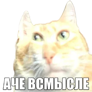 🙀
