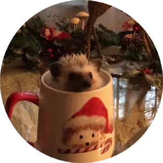 🦔