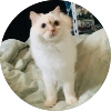 Кинкиса @animalstick