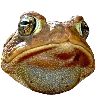 🐸