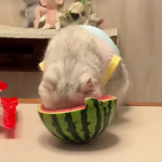 🐈‍⬛️