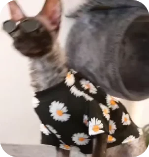 🌟
