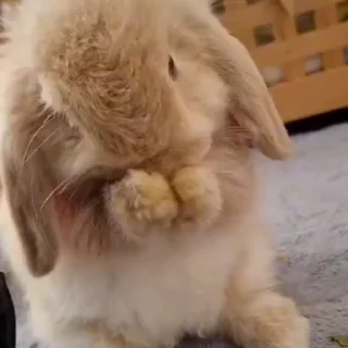 🤩