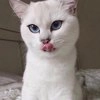 Няшные Пикчи
