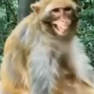 FunnyAnimal