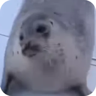 🦭