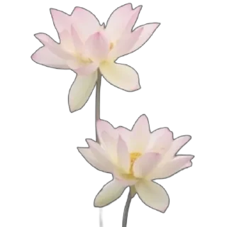 🌸