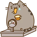 🐱