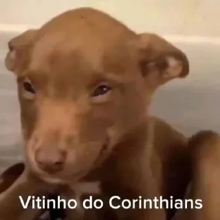 🐶