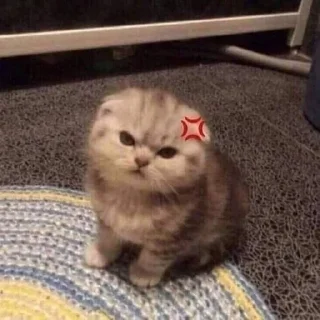 🐱