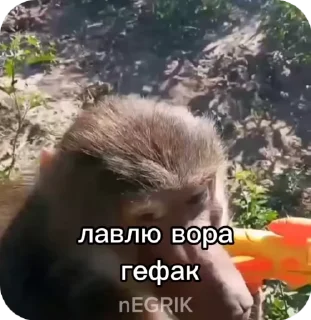 🌟