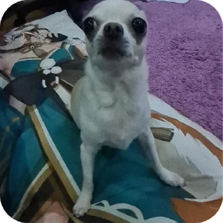 🐶